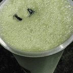 Best Ice Matcha (Bubble Milk Tea) 冰抹茶拿铁 in New York, NY